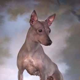 Adele - American Hairless Terrier