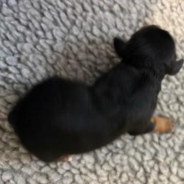 Girl 3 - Black and tan female Cavapoo puppy in Awendaw, South Carolina from LierChonPoo