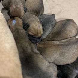 Bullmastiff Puppies from Curnwood’s Bullmastiff’s