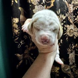 Mordecai - Lemon and white male Basset Hound puppy in Bellaire, Ohio from Blessed Bassets