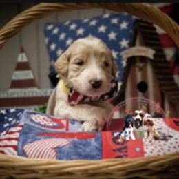Goldendoodle Puppies from Best Doodles