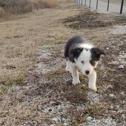 Border Collie Puppies from Bond Border Collies
