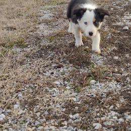 Border Collie Puppies from Bond Border Collies