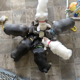 French Bulldog Puppies from Baby Bear Frenchies