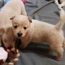 Australian Cattle Dog Puppies from Mystic DK Australian Cattle Dogs