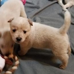 Australian Cattle Dog Puppies from Mystic DK Australian Cattle Dogs