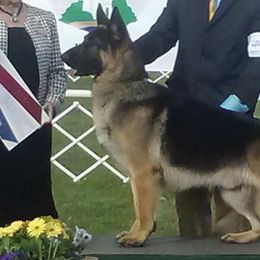 German Shepherds from Wolf Creek German Shepherds