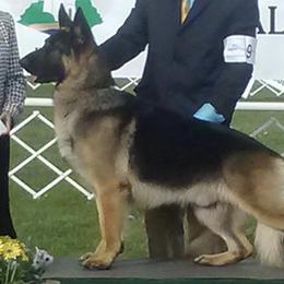 German Shepherds from Wolf Creek German Shepherds
