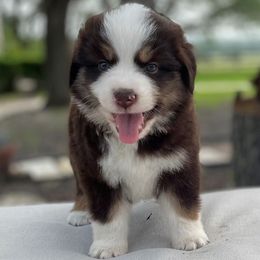 Suzy - Australian Shepherd puppy in Hempstead, Texas from SkyBrynn Aussies