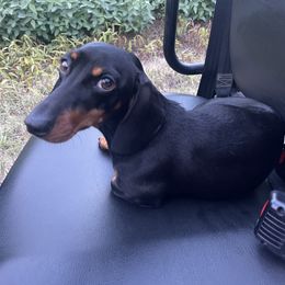 Snickers - Dachshund