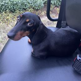 Snickers - Dachshund