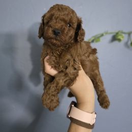 Boy 2 - Red male Maltipoo puppy in San Diego, California from Maltipoos SD