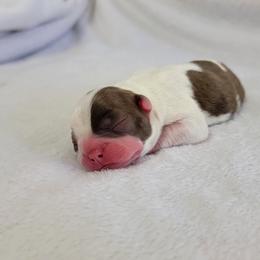 Boston Terrier Puppies from White Valley Boston Terriers
