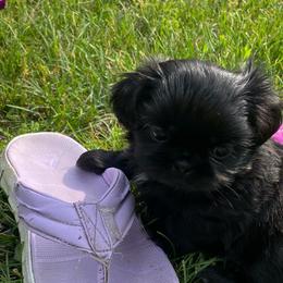 Bruno - Black male Shih Tzu puppy in Wyoming, Michigan from Shih Tzu Shenanigans