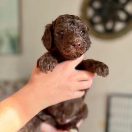 Bob Ross - Chocolate male Goldendoodle puppy in Twin Falls, Idaho from Burrow & Bone