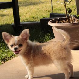 Dora 4500 - Black sabled fawn female Chihuahua puppy in Tulsa, Oklahoma from Hart's Chihuahuas