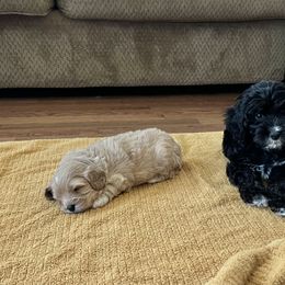 Cavalier King Charles Spaniel and Cavapoo Puppies from CK Cavaliers