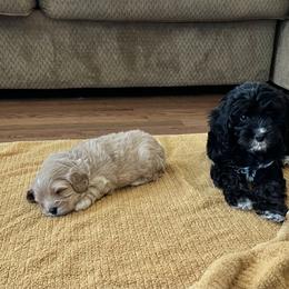 Cavalier King Charles Spaniel and Cavapoo Puppies from CK Cavaliers