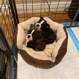 Boston Terrier Puppies from H & H Boston Terriers