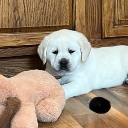 Black Collar Boy - Yellow male Labrador Retriever puppy in Mansfield, Missouri from Leadhill Labs