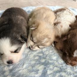 Valor - Wolf sable male Pomsky puppy in Doon, Iowa from Luxury Pomsky