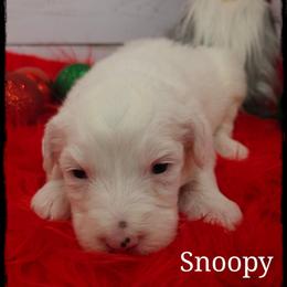SNOOPY - Black and white male Sheepadoodle puppy in Farley, Iowa from Iowa's Doodle Co.