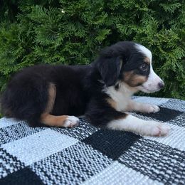 Blue - Black tri male Toy Australian Shepherd puppy in Alabama from SBA Aussies