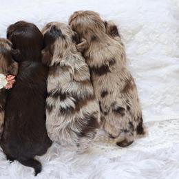 Shihpoo Puppies from The Teddybear Shihpoo