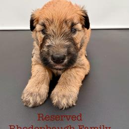 Jimmy Uso - Wheaten male Soft Coated Wheaten Terrier puppy in Grand Prairie, Texas from Wonderful Wheatens