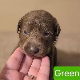 Male 2 - Chocolate male Labrador Retriever puppy in Anderson, Texas from TLS Retrievers