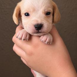 Mr Lion - Lemon and white male Beagle puppy in Lake City, Florida from Sunkissed Beagles