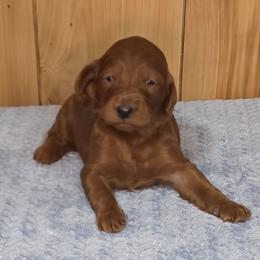 Zeus - Red male Irish Doodle puppy in Bonifay, Florida from Heavenly Poodles