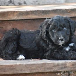Poodle and Aussiedoodle Puppies from Arena Valley Acres LLC