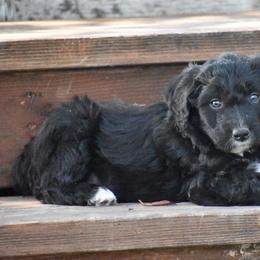 Poodle and Aussiedoodle Puppies from Arena Valley Acres LLC