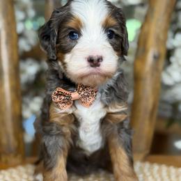 Benji - Brown - Merle male Bernedoodle puppy in Yuciapa, California from AlltheDoodlez_