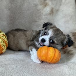 Chihuahua Puppies from Knox Rock'n Chihuahuas