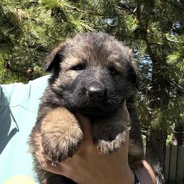 Loki - Sable male German Shepherd puppy in Missoula, Montana from Spartan German Shepherds
