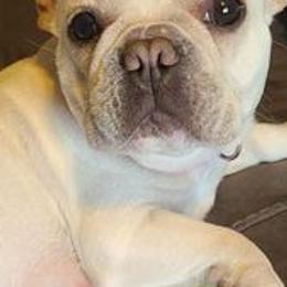 American Corgis and French Bulldogs from K & K Kennel