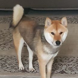 Brownie - Shiba Inu