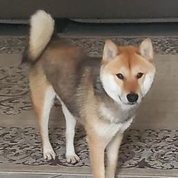 Brownie - Shiba Inu