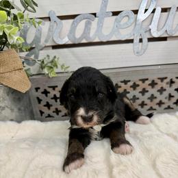Wreath Cookie - Phantom male Bernedoodle puppy in Hegins, Pennsylvania from Bubbling Springs Doodles, LLC