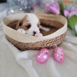 Posie - Blenheim female Cavalier King Charles Spaniel puppy in Decatur, Illinois from Petite Pups