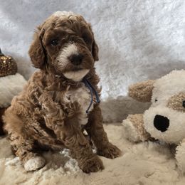Bluey - Parti male Goldendoodle puppy in Bristol, Tennessee from 4goldendoodles