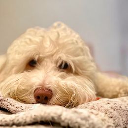 Cleo - Australian Labradoodle