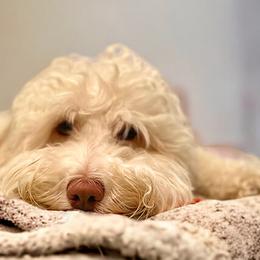 Cleo - Australian Labradoodle