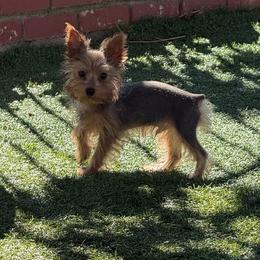 Silvio - Blue and gold male Yorkshire Terrier puppy in Pomona, California from Lunio's Yorkies