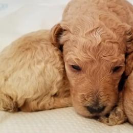 Bernedoodles, Goldendoodles, and Poodles from Wagging Tailz Pups
