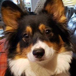 Izzy - Pembroke Welsh Corgi