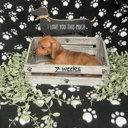 White - Dapple female Dachshund puppy in Saint Albans, Maine from Australian Cattle Cuties and littles