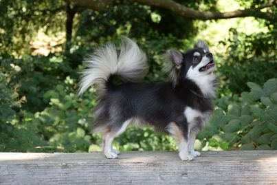 Long-haired chihuahua standing outside